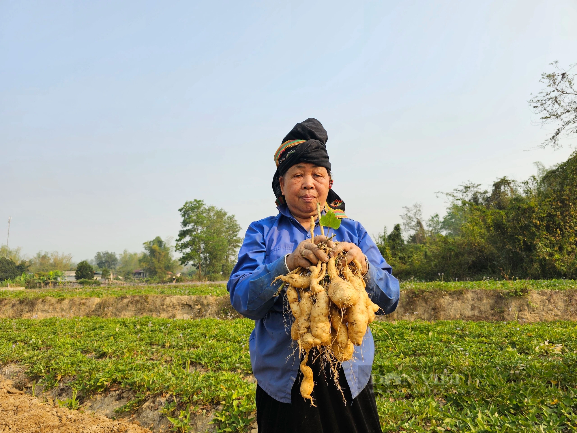 Trồng thứ khoai lang vỏ trắng, ăn bở tơi, nông dân một xã của tỉnh Điện Biên thu 120 triệu đồng/ha- Ảnh 1. Trồng thứ khoai lang vỏ trắng, ăn bở tơi, nông dân một xã của tỉnh Điện Biên thu 120 triệu đồng/ha- Ảnh 1.