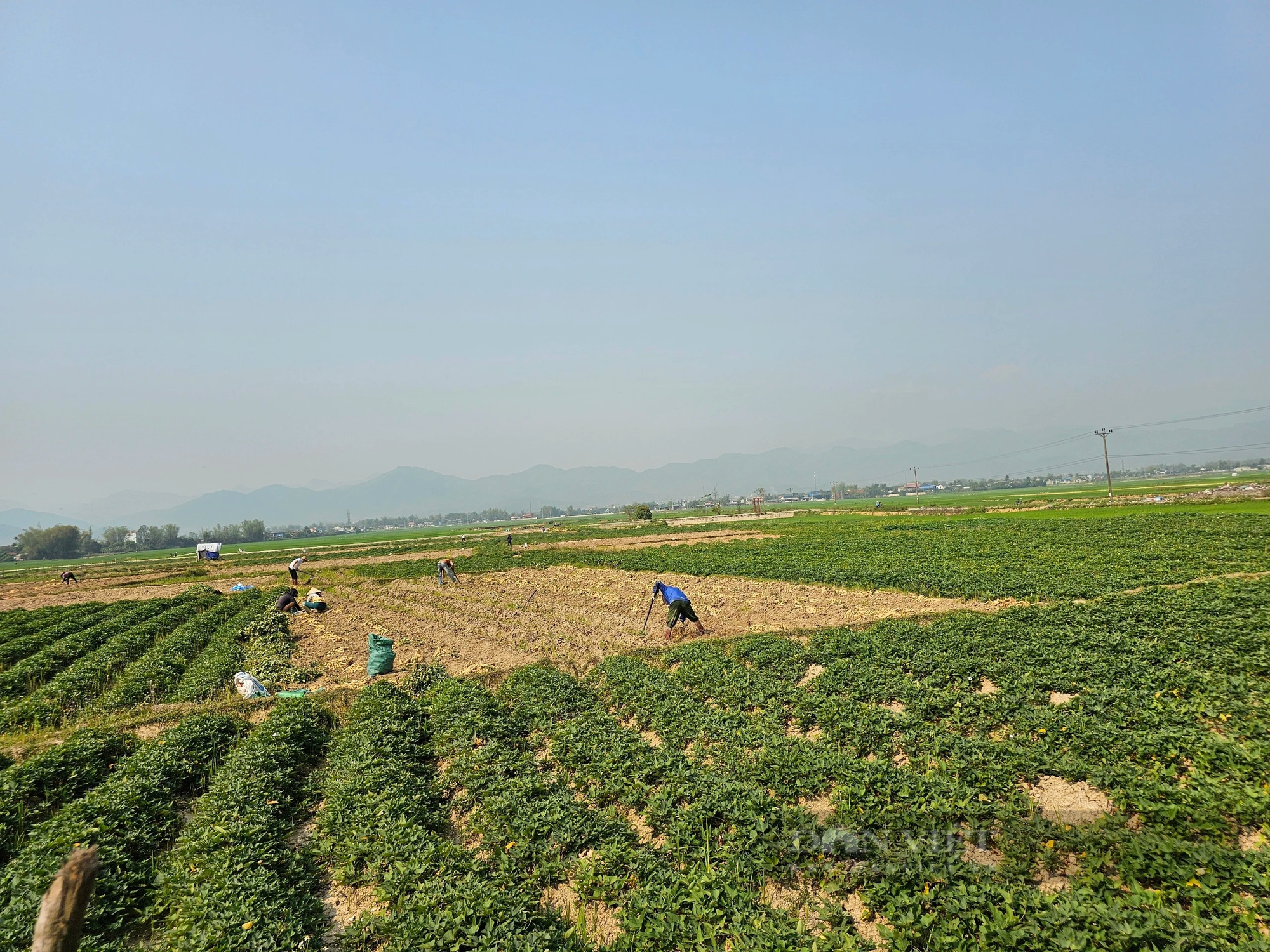 Trồng thứ khoai lang vỏ trắng, ăn bở tơi, nông dân một xã của tỉnh Điện Biên thu 120 triệu đồng/ha- Ảnh 3. Trồng thứ khoai lang vỏ trắng, ăn bở tơi, nông dân một xã của tỉnh Điện Biên thu 120 triệu đồng/ha- Ảnh 3.