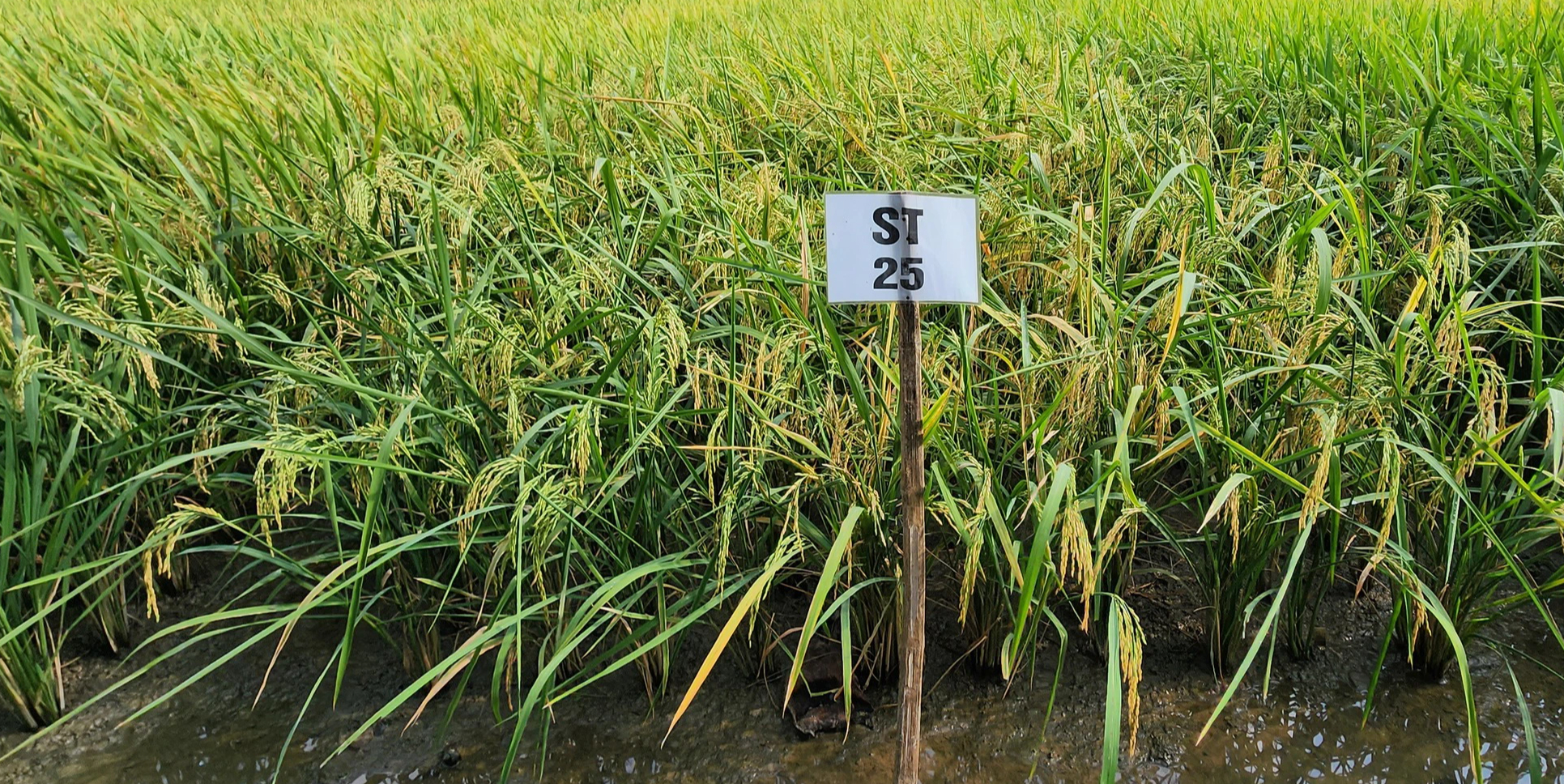 Vùng nào trồng lúa ST25 đạt 90 triệu đồng/ha, cho ra gạo vừa ngon, vừa thơm?- Ảnh 3.