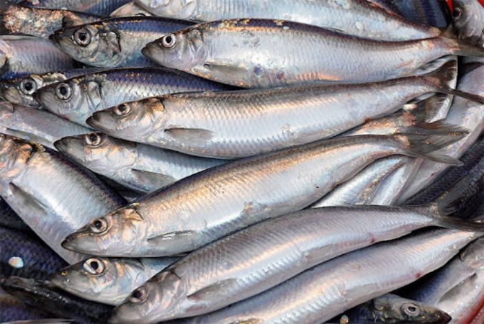Chuyên gia khuyên nếu đi chợ mà thấy 9 loại cá ngọt thịt, ít xương, nhiều dinh dưỡng này thì nên mua ngay- Ảnh 9.