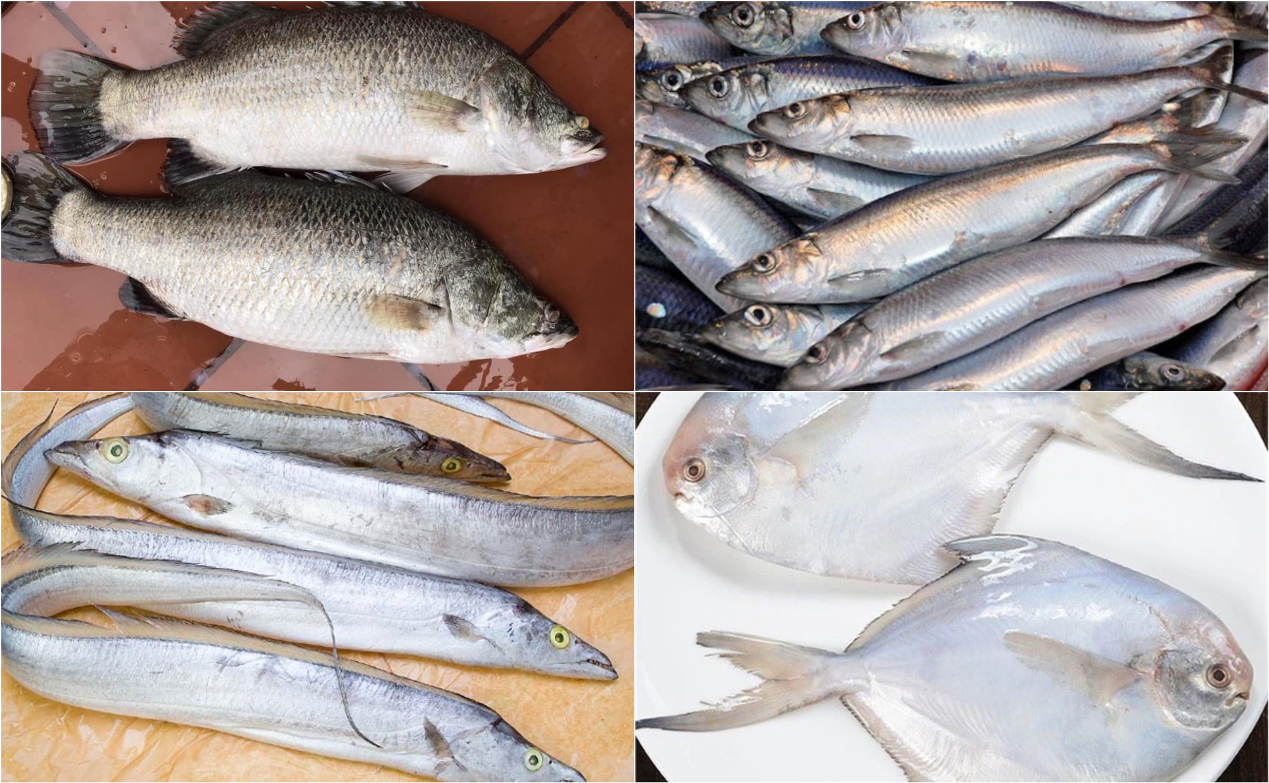 Chuyên gia khuyên nếu đi chợ mà thấy 9 loại cá ngọt thịt, ít xương, nhiều dinh dưỡng này thì nên mua ngay- Ảnh 1.