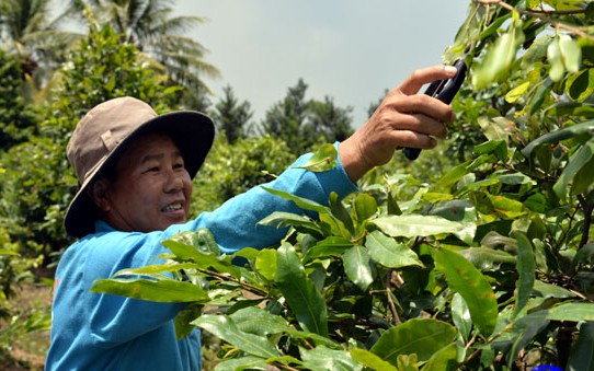Vườn cây cảnh đang hot với 1.200 gốc của một tỷ phú nông dân Tiền Giang, cây giá cao nhất là hơn 1 tỷ