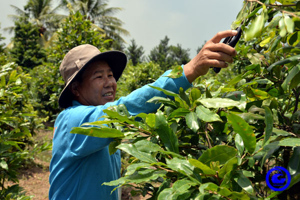 Vườn cây cảnh đang hot với 1.200 gốc của một tỷ phú nông dân Tiền Giang, cây giá cao nhất là hơn 1 tỷ- Ảnh 2.