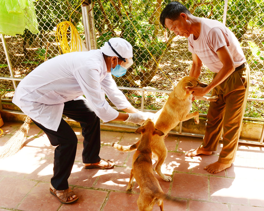 Liên tiếp phát hiện ổ dịch chó dại, 21 người tử vong do chó dại cắn, Cục Thú y nói con số "báo động"- Ảnh 1.