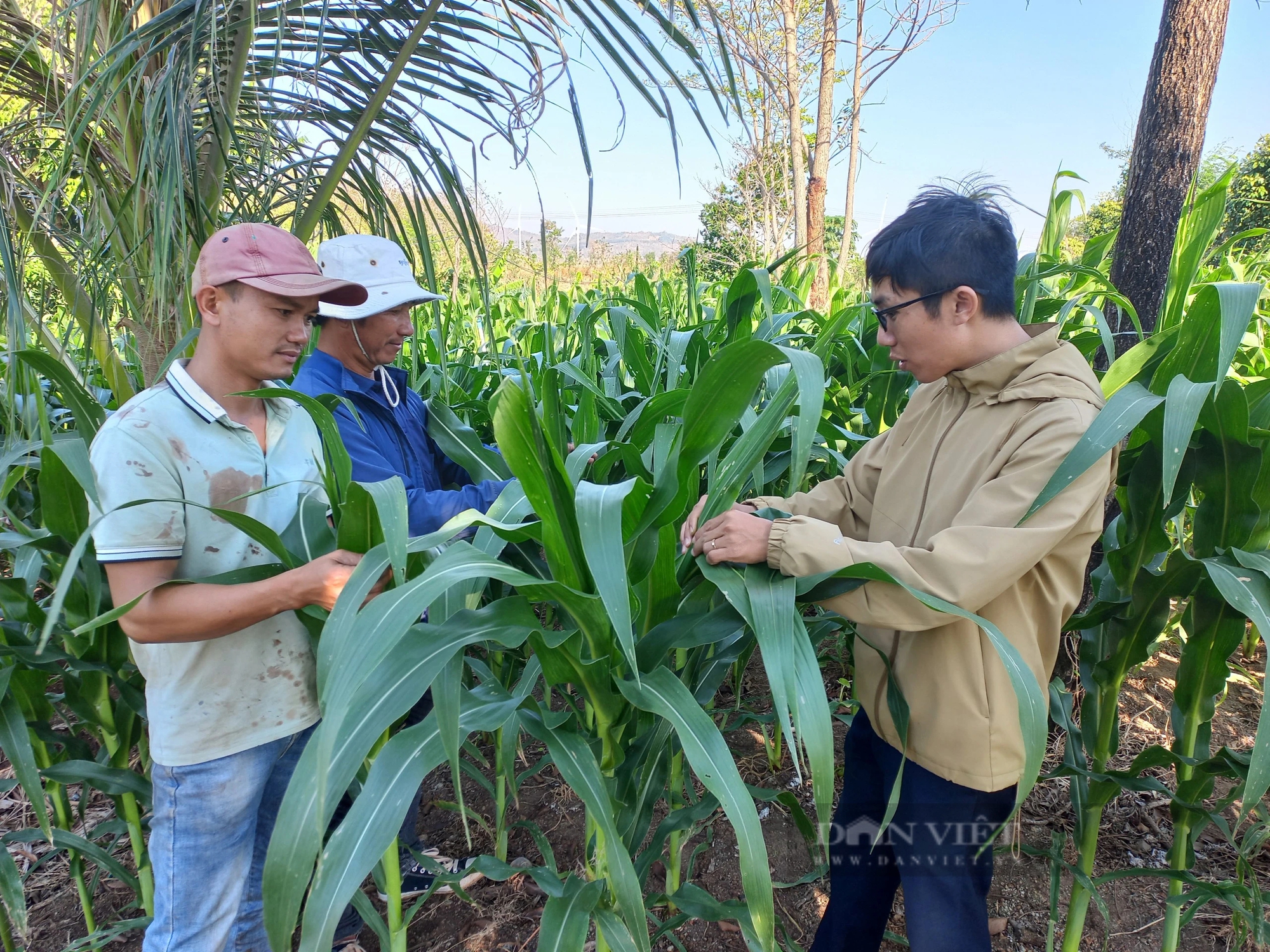 Ở một xã của Gia Lai, nông dân trồng ngô giống kiểu gì mà bà con chả lo về đầu ra?- Ảnh 1.