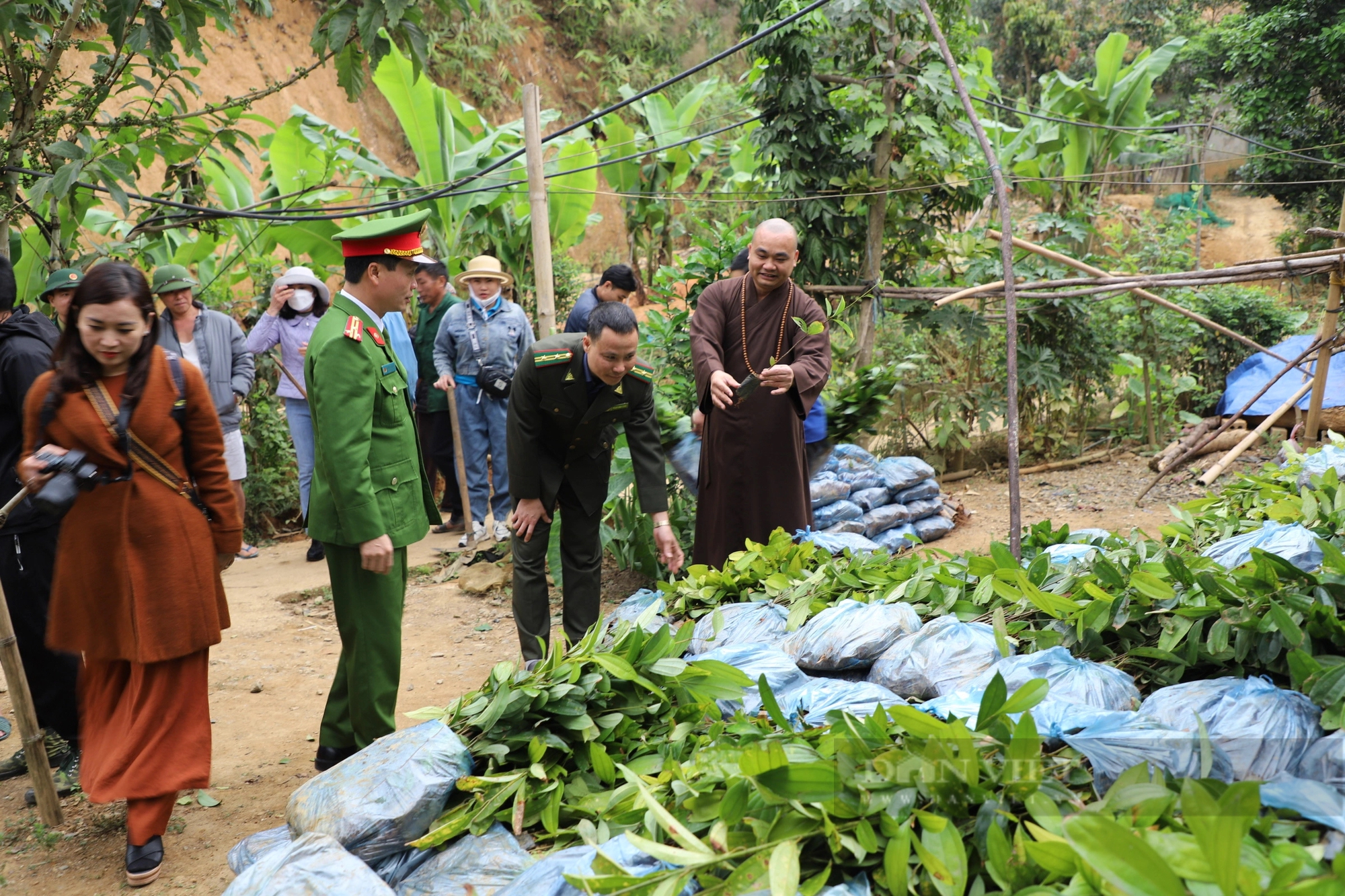 Lào Cai: Hỗ trợ 50.000 cây quế giống cho hội viên nông dân vùng biên có hoàn cảnh khó khăn- Ảnh 4.