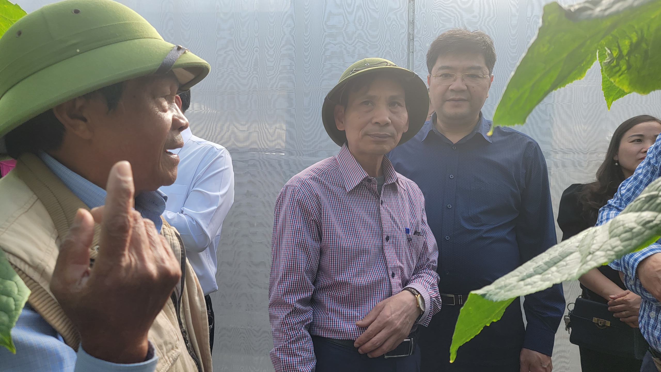Quyết định 182 của Thủ tướng sẽ giúp nâng cao hoạt động của kinh tế tập thể trong nông nghiệp ở Hải Dương- Ảnh 1.