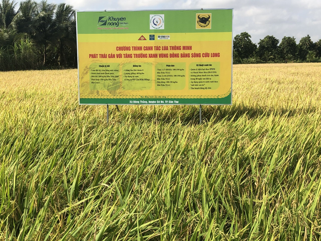 Trên đồng lúa ở Cần Thơ, nông dân áp dụng kỹ thuật "1 phải, 5 giảm" cho năng suất tới 9 tấn/ha- Ảnh 2.