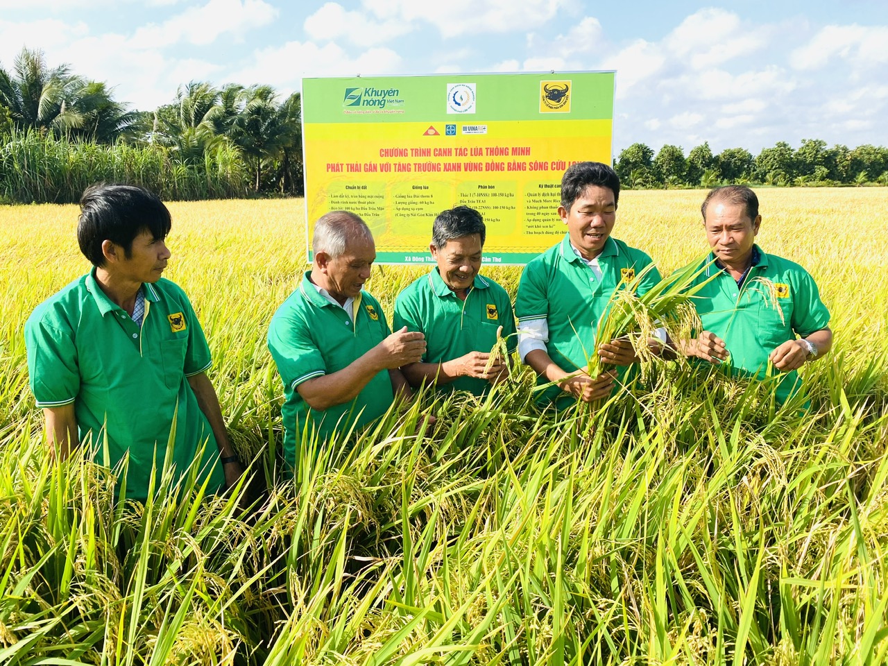 Trên đồng lúa ở Cần Thơ, nông dân áp dụng kỹ thuật "1 phải, 5 giảm" cho năng suất tới 9 tấn/ha- Ảnh 1.
