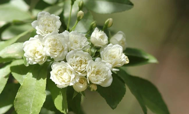 Cây cảnh "vua hoa" đẹp như mơ, biển hoa trắng, trời hương thơm, cải thiện phong thủy gia đình- Ảnh 4.