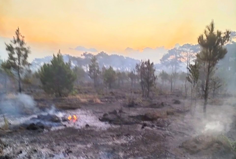 Cháy lớn rừng tại TP. Bảo Lộc, 2ha thông trồng bị thiêu rụi- Ảnh 2.