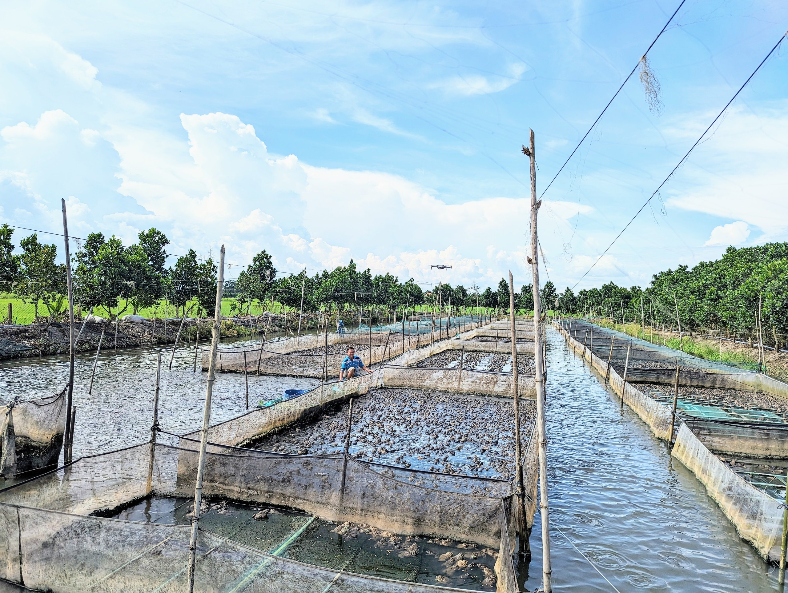 Nuôi con ham nhảy dày đặc kiểu 2 trong 1, ông nông dân vùng Đồng Tháp Mười ở Long An "bỏ túi" 40-50 triệu/tháng- Ảnh 3.