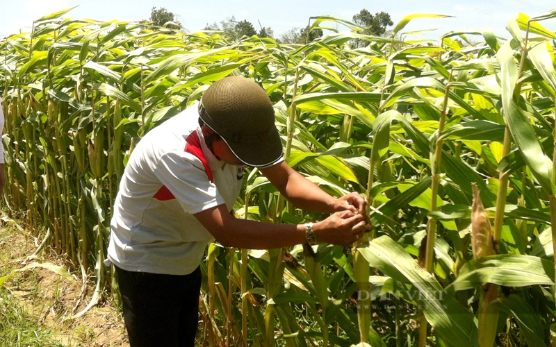 Nông dân trồng bắp ở huyện Gò Dầu, Tây Ninh. Ảnh: Trần Khánh