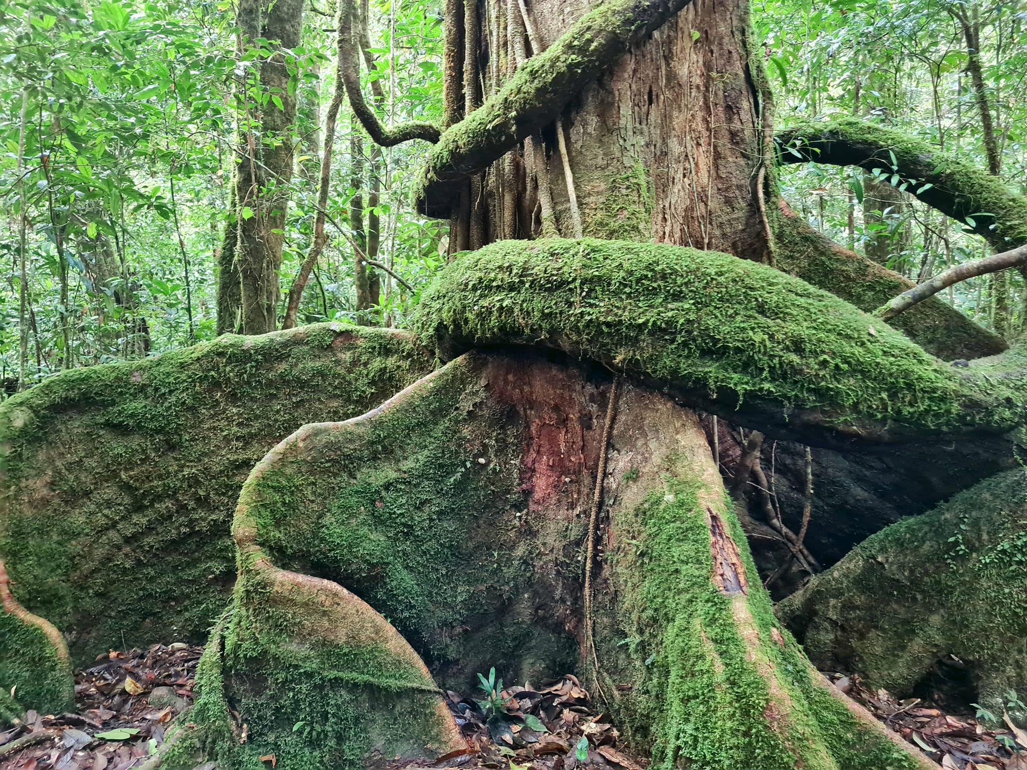 Ở khu rừng của tỉnh Lâm Đồng, có cây sồi đại thụ cao như tòa nhà 9 tầng, mỗi lượt chỉ 6 người vào thăm- Ảnh 2.