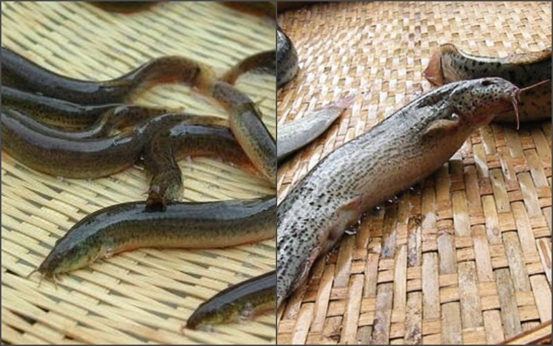 Loại cá rất quen thuộc với làng quê Việt Nam được các nhà y học Trung Quốc gọi là “nhân sâm dưới nước”- Ảnh 3.
