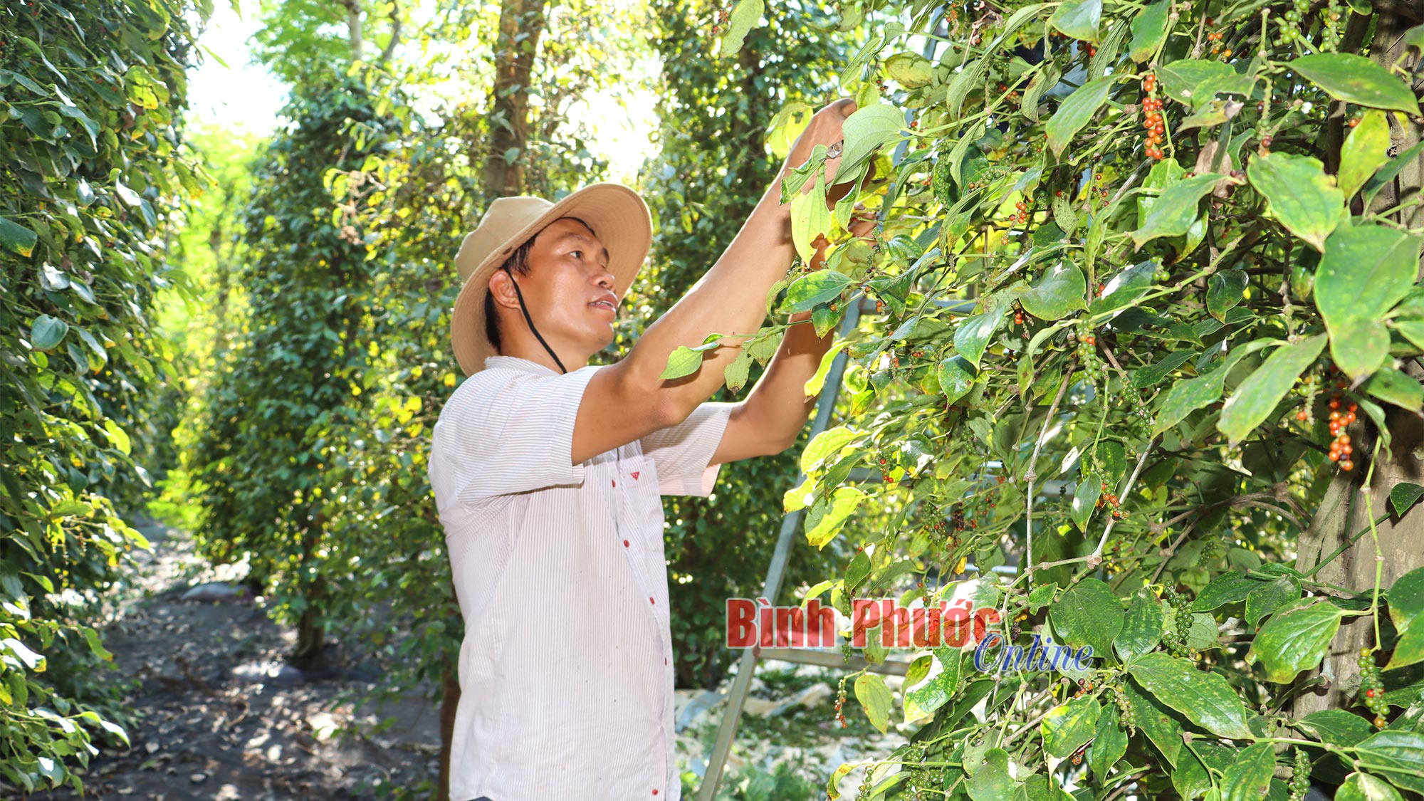 Giá tiêu cán mốc 100.000 đồng/kg, nhiều nông dân ở Bình Phước lại tiếc hùi hụi vì điều này- Ảnh 1.