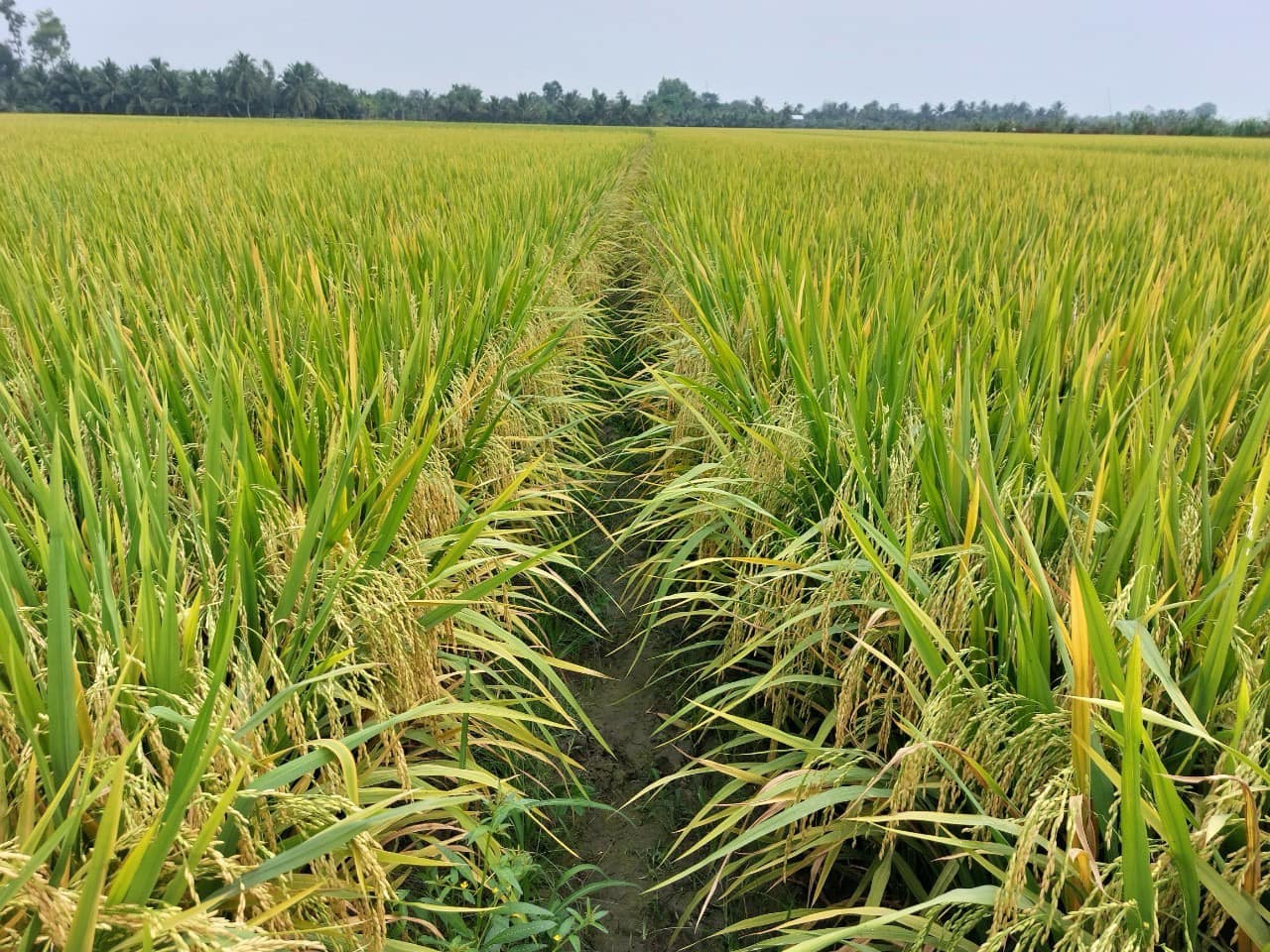 Giống lúa Hương Châu 6 cho năng suất đạt trên 8 tấn/ha, bà con nông dân quyết mở rộng diện tích lên gấp đôi- Ảnh 2.
