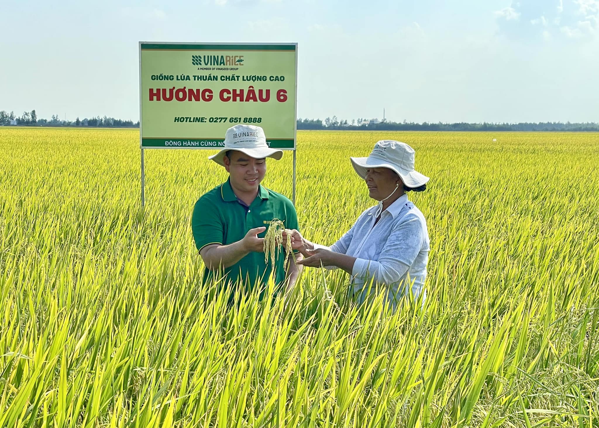 Giống lúa Hương Châu 6 cho năng suất đạt trên 8 tấn/ha, bà con nông dân quyết mở rộng diện tích lên gấp đôi- Ảnh 3.