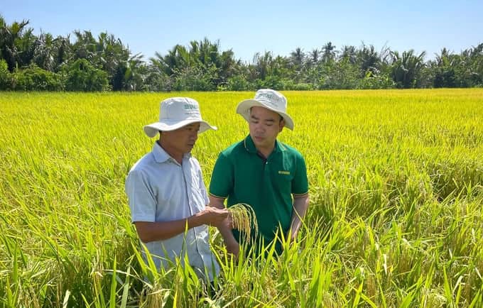 Giống lúa Hương Châu 6 cho năng suất đạt trên 8 tấn/ha, bà con nông dân quyết mở rộng diện tích lên gấp đôi- Ảnh 1.