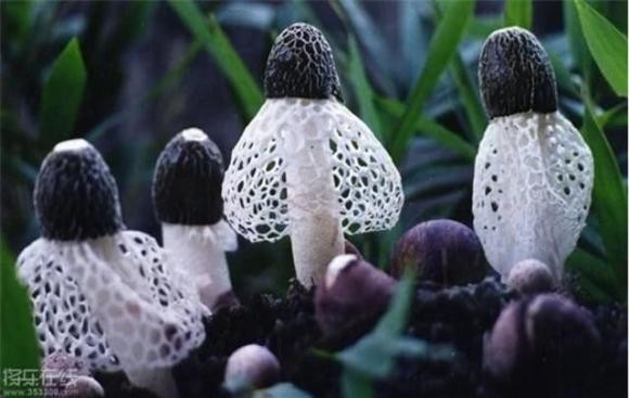 Loại nấm có tên gọi mỹ miều nằm trong nhóm 8 loại thực vật quý của Trung Quốc, Việt Nam cũng có- Ảnh 3.