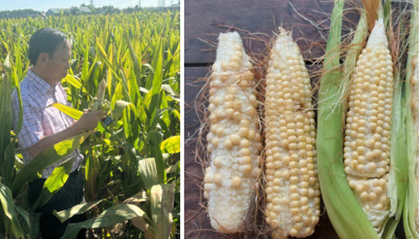 Lãnh đạo Sở NNPTNT khảo sát thực tế tình hình sản xuất bắp giống hình thành hạt kém tại xã Bàu Đồn (huyện Gò Dầu). Ảnh: Sở NNPTNT Tây Ninh