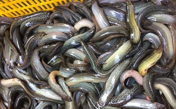 Loại cá rất quen thuộc với làng quê Việt Nam được các nhà y học Trung Quốc gọi là “nhân sâm dưới nước”- Ảnh 6.