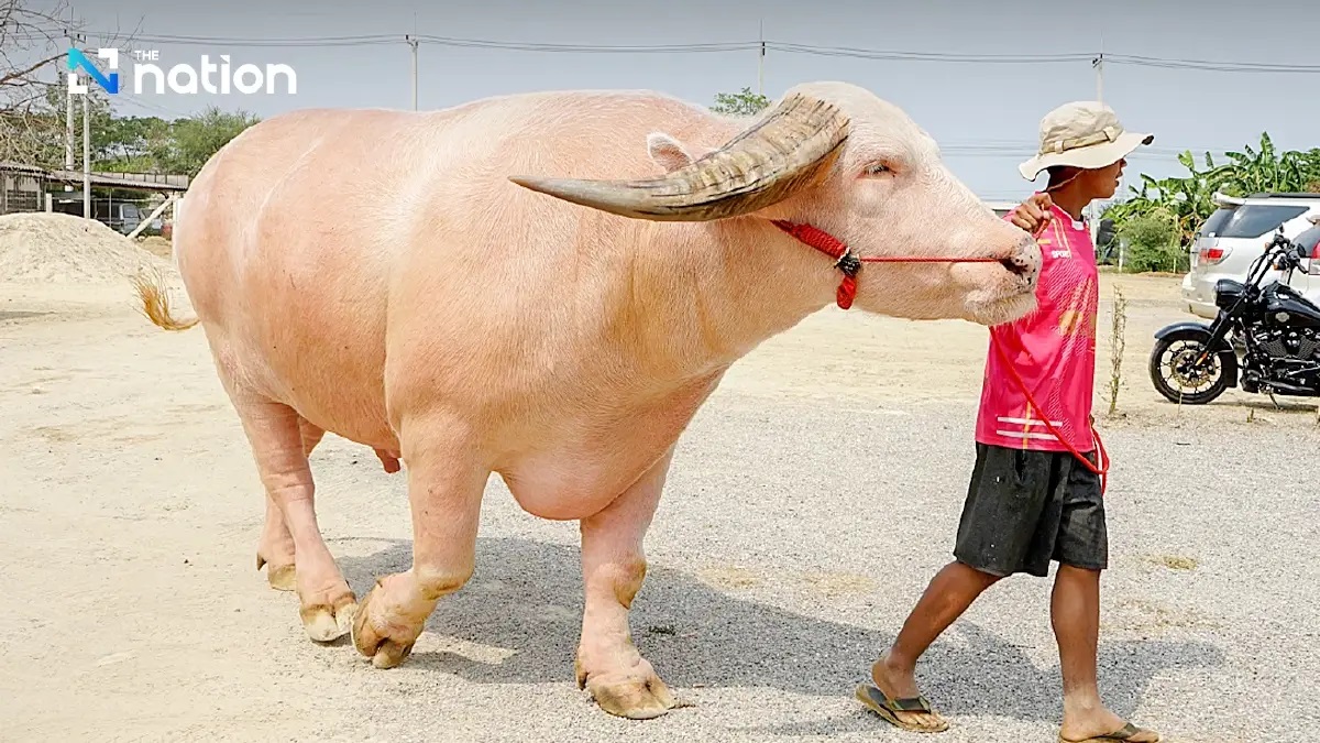 Một con trâu bạch tạng khổng lồ được coi là "mỏ vàng" nhờ khả năng sinh sản, được bán với giá 12,4 tỷ đồng- Ảnh 2.