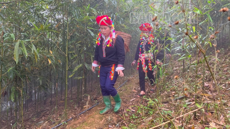 Người Dao đỏ ở Lào Cai hối hả lên rừng đào thứ củ nhọn hoắt, thương lái đợi sẵn ở nhà thu mua- Ảnh 1.