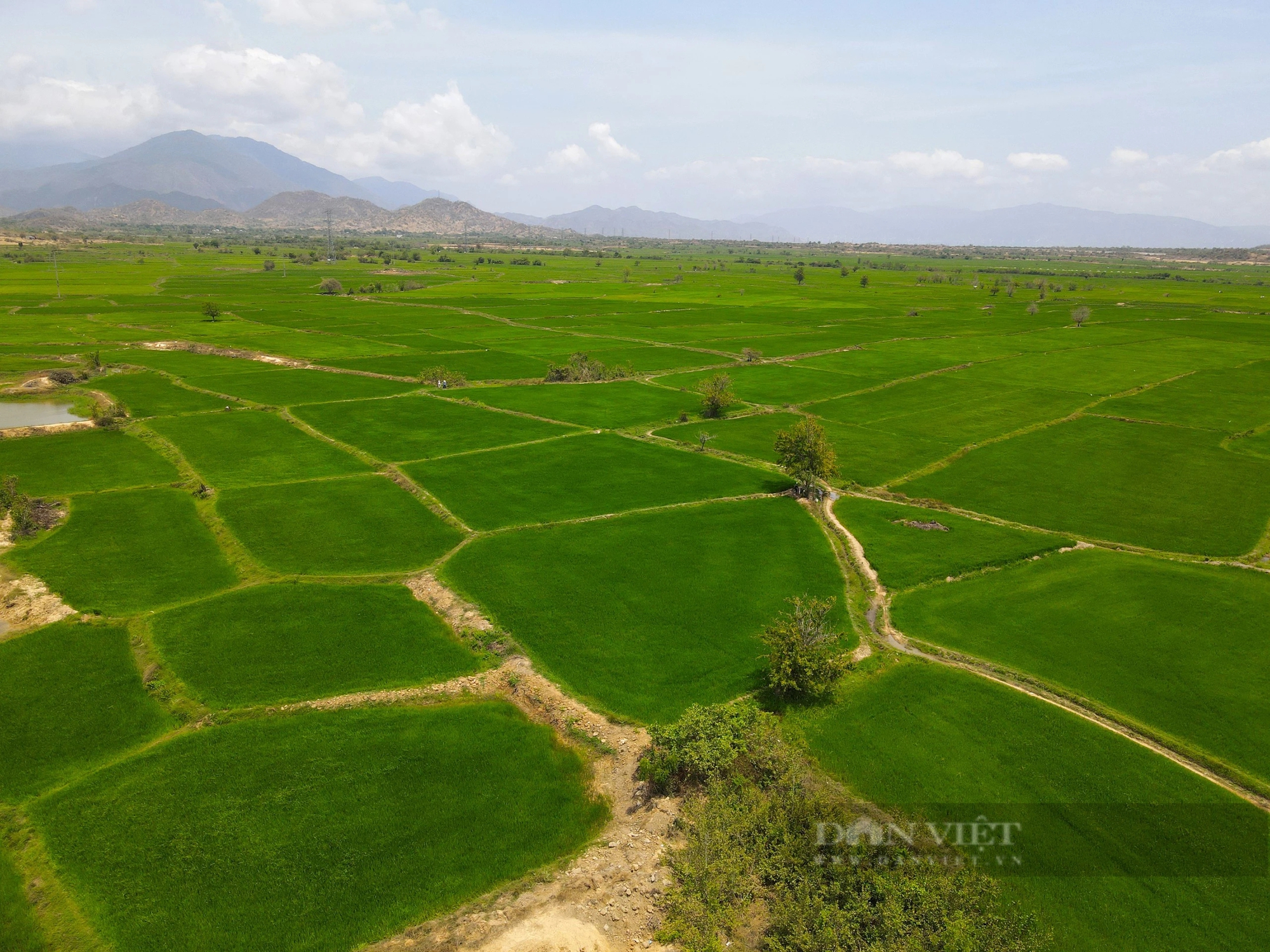 Nước từ công trình thủy lợi hiện đại nhất Việt Nam đi đến đâu, cánh đồng ở Ninh Thuận xanh đến đó - Ảnh 4.