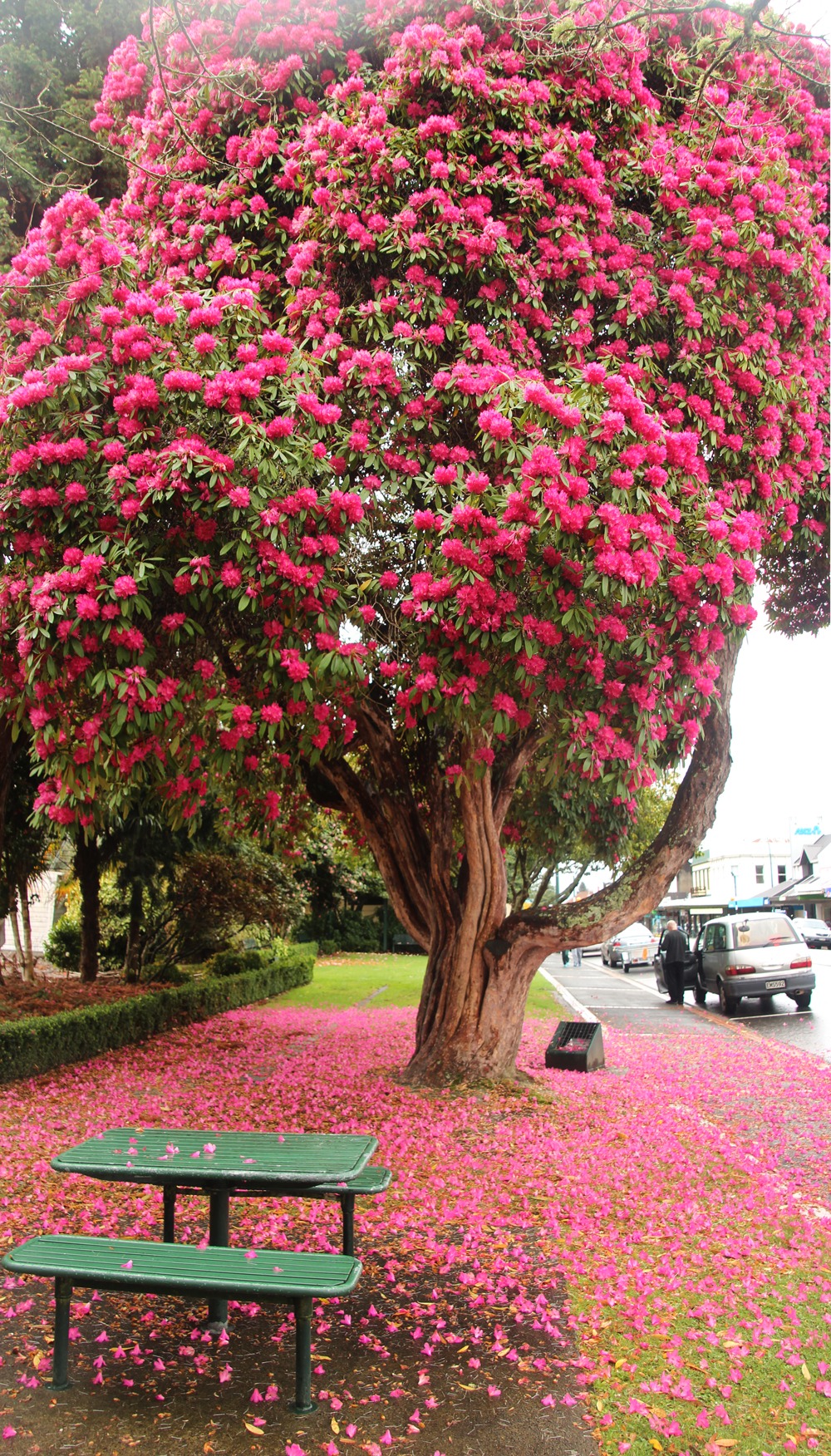 Cây cảnh "nghiêng nước nghiêng thành", nở ngàn hoa rực rỡ, xua đuổi vận đen, thu hút tài lộc- Ảnh 9.