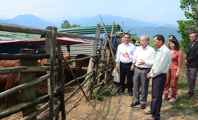Phó Bí thư Thường trực Tỉnh ủy Thừa Thiên Huế thăm mô hình chăn nuôi bò hiệu quả của hội viên nông dân - Ảnh 1.