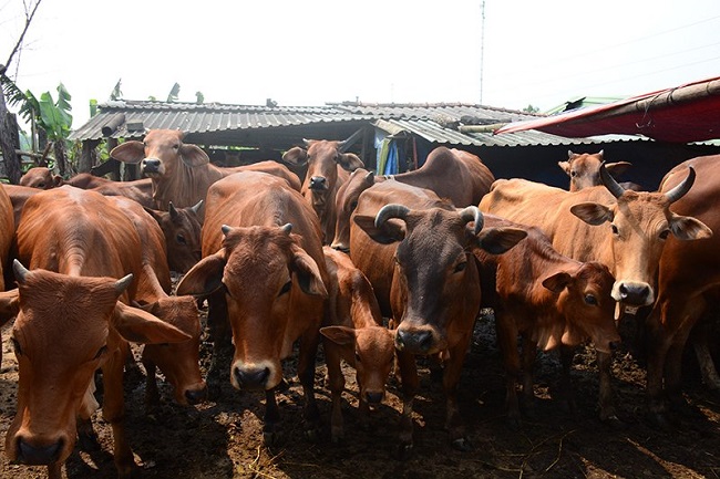 Phó Bí thư Thường trực Tỉnh ủy Thừa Thiên Huế thăm mô hình chăn nuôi bò hiệu quả của hội viên nông dân - Ảnh 2.