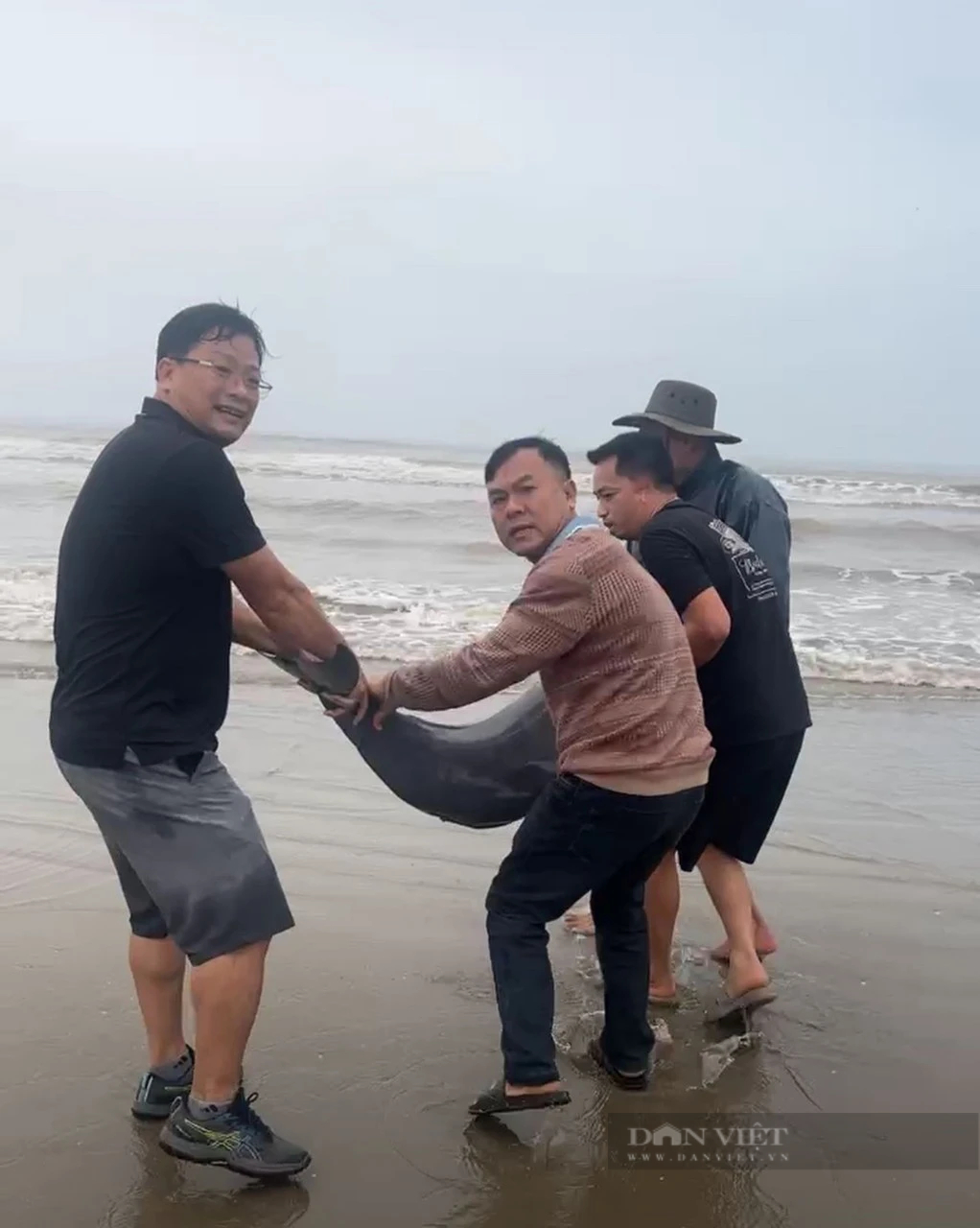 
Một ngư dân Hà Tĩnh bắt được 20 cá heo 40 năm mới thấy, người dân góp tiền mua cá thả về tự nhiên- Ảnh 3.