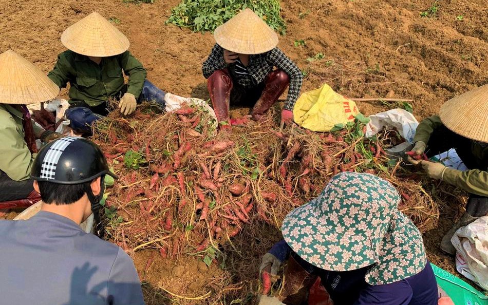 Dân làng này ở Nghệ An mang khoai lang lên mạng rao bán, không ngờ khách chốt đơn liên tục, thu về lãi kép 