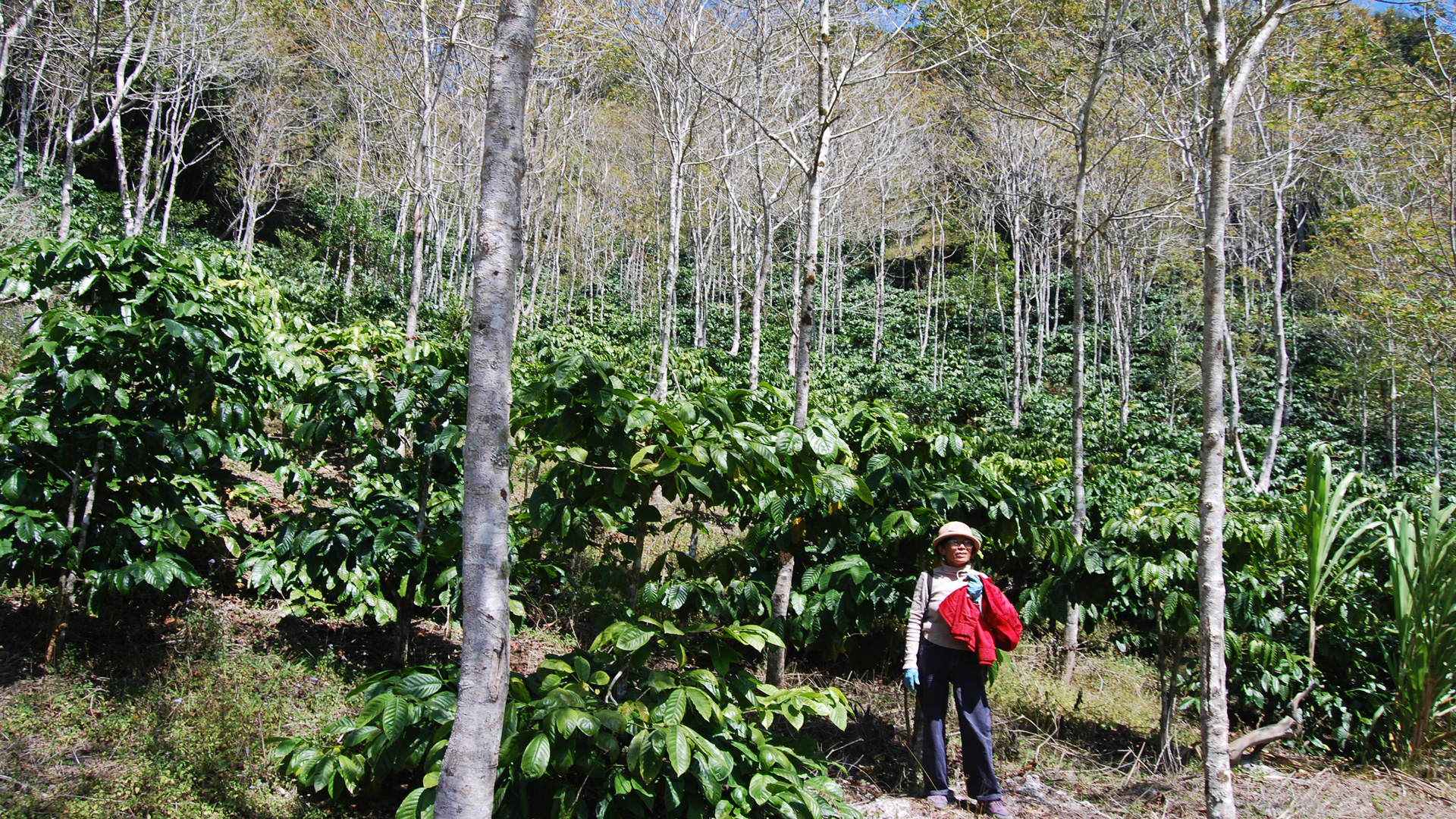 Tít trên núi cao ở Lâm Đồng có vườn cà phê 12ha dưới tán rừng, bán giá cao mà thương lái cứ thích mua- Ảnh 1.