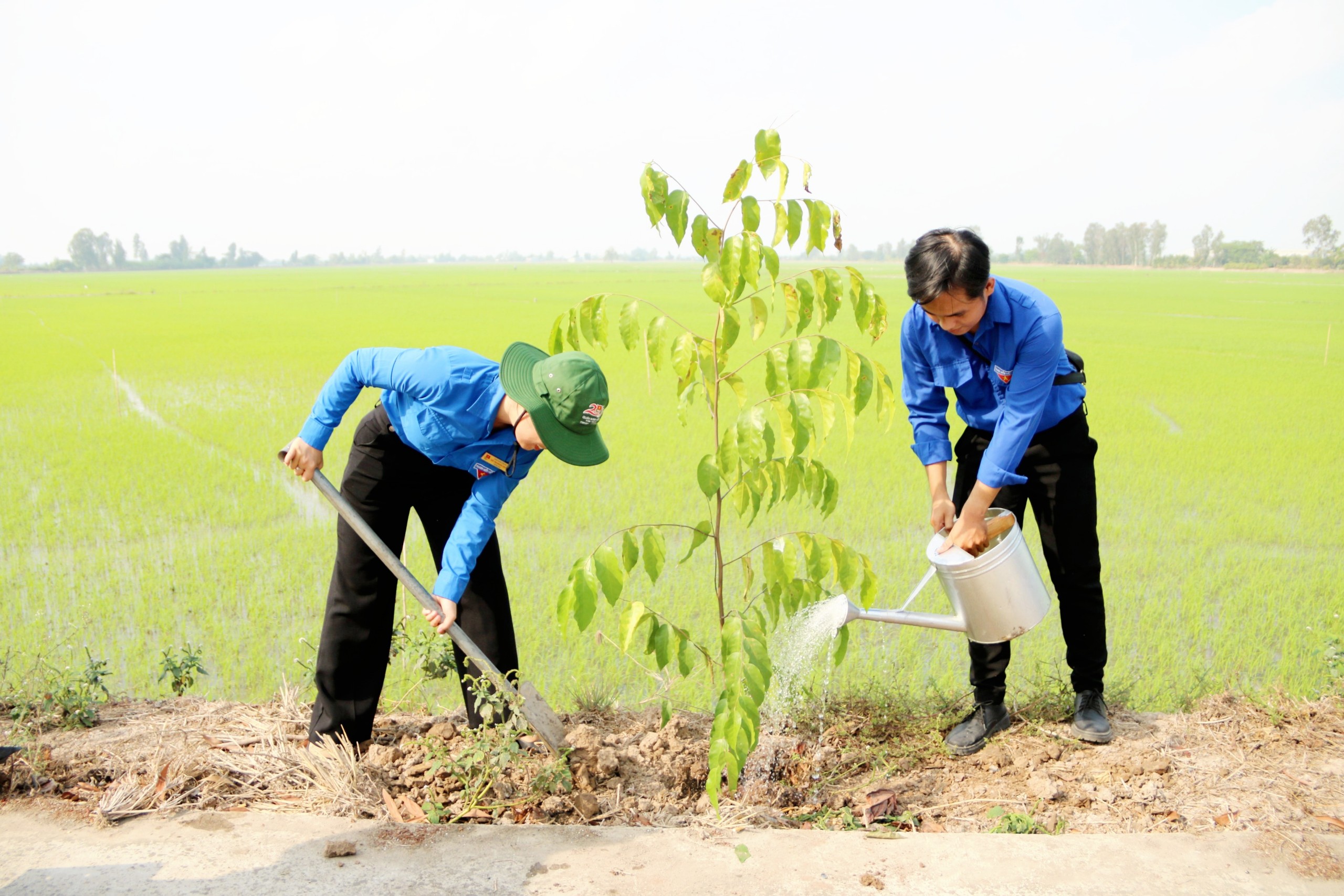 Đoàn Thanh niên VPĐD, các CN Agribank tại Cần Thơ phối hợp trồng 500 cây sao tại huyện Cờ Đỏ- Ảnh 7.