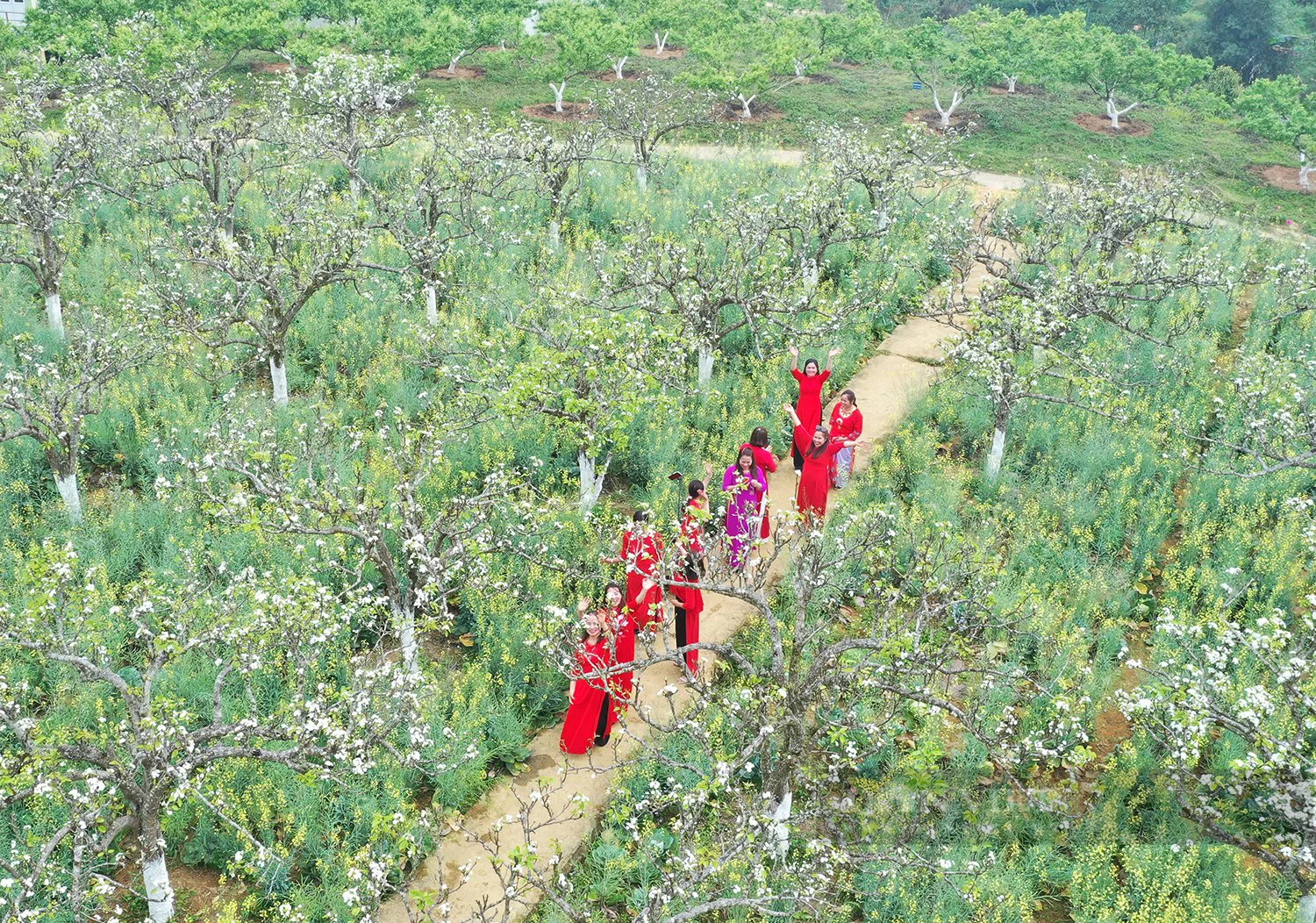 Du khách đắm chìm với vẻ đẹp tinh khôi của hoa lê vùng cao nguyên trắng Bắc Hà - Ảnh 3.