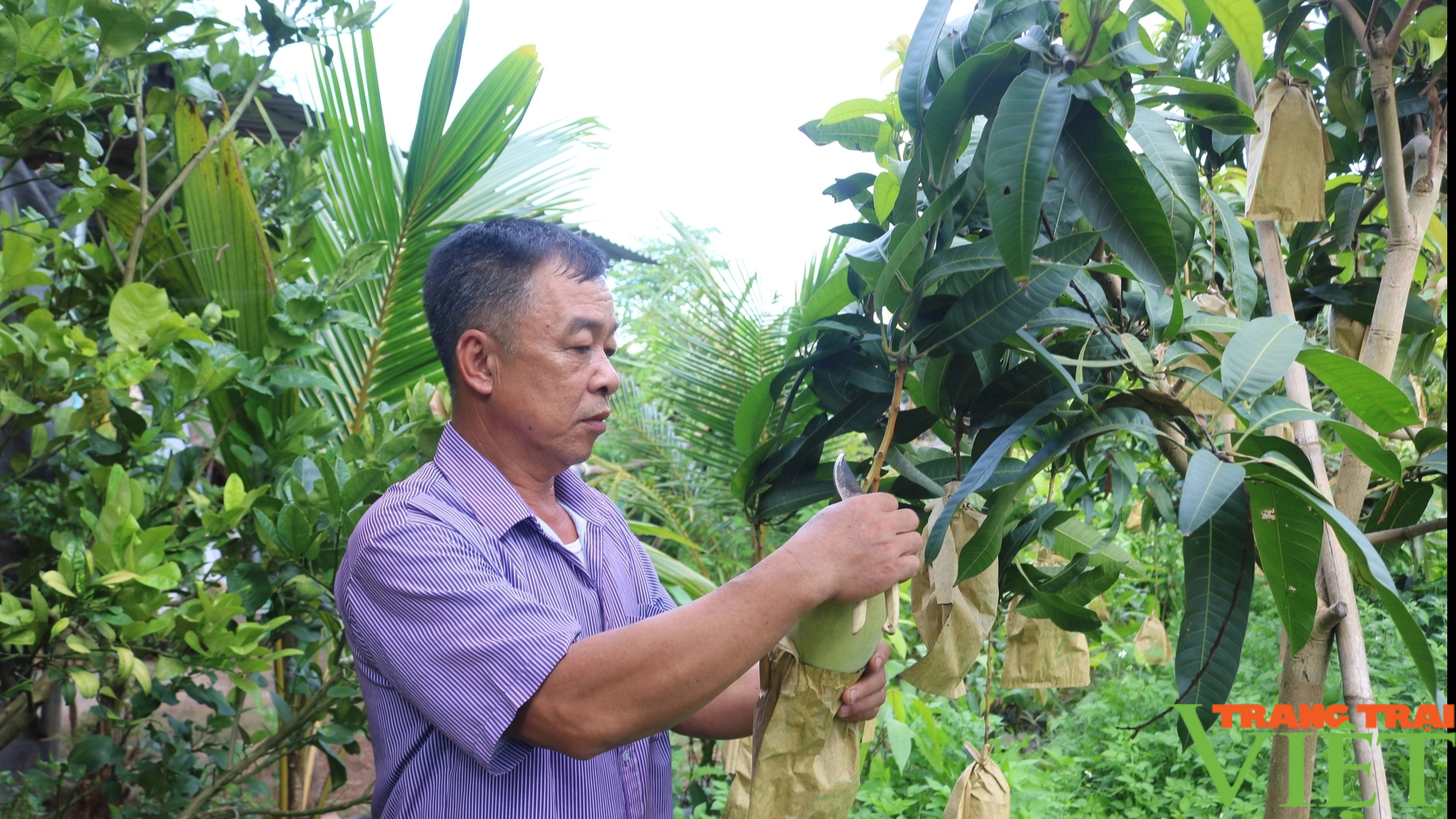 Thực hiện có hiệu quả các phong trào nông dân ở huyện vùng cao Yên Châu- Ảnh 1.