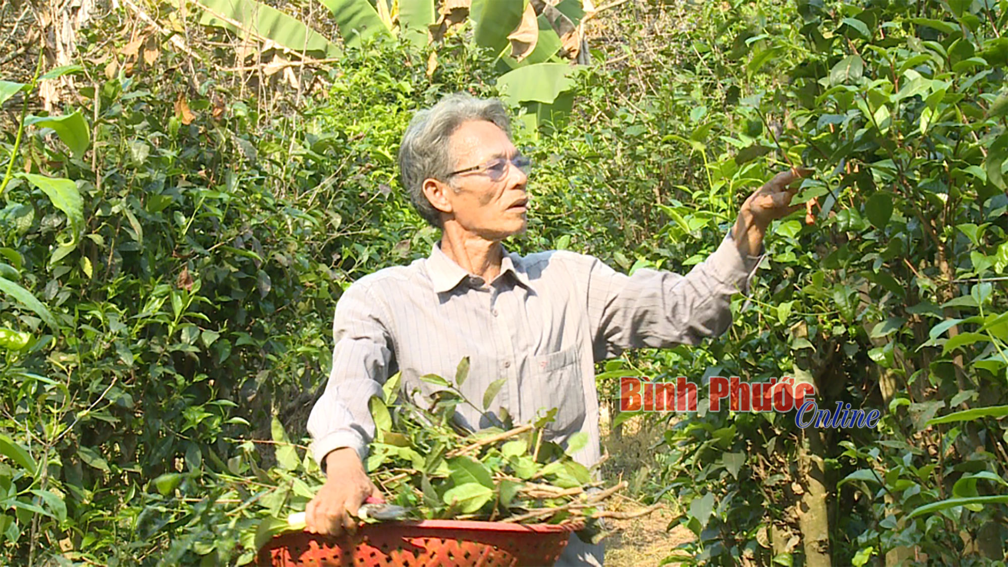Ông nông dân Bình Phước trồng loài cây có chứa chất chống ung thư, mỗi ngày hái lá bán thu tiền triệu- Ảnh 2.