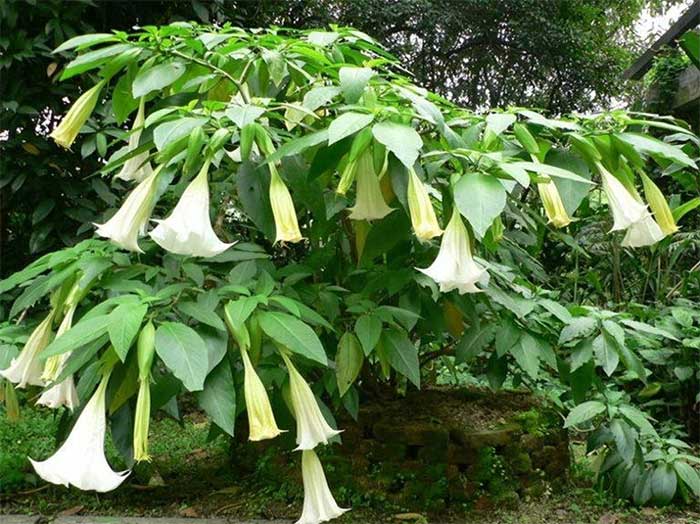 Loài cây cảnh được trồng rất nhiều ở Việt Nam nhưng lại chứa chất độc bảng A, đó là cây gì?- Ảnh 7.