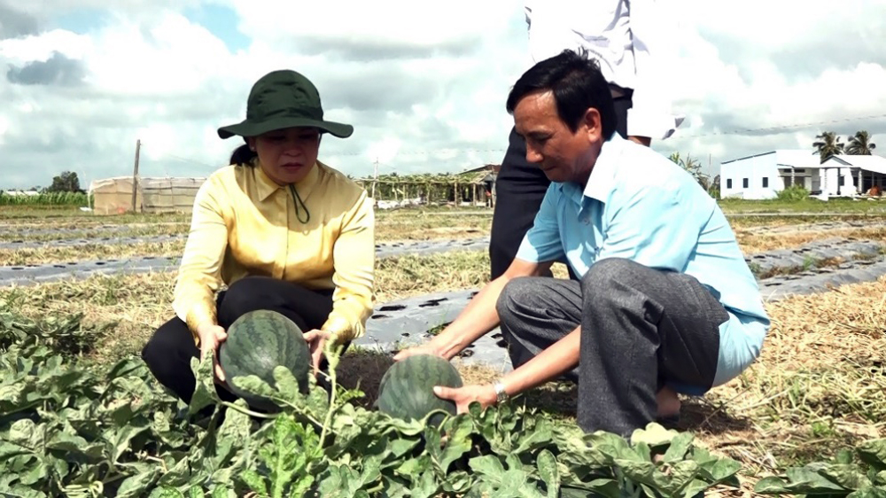 Ở Trà Vinh có một cánh đồng chuyên trồng dưa hấu rộng tới 250ha, cho thu nhập 250 triệu đồng/ha- Ảnh 1.