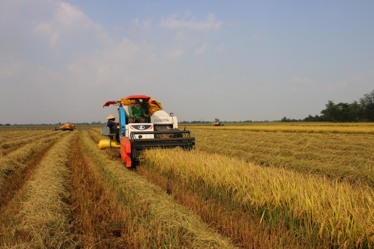 Một nước Đông Nam Á muốn mua tới 4,1 triệu tấn gạo, giá gạo của Việt Nam thêm "nóng" - Ảnh 1.