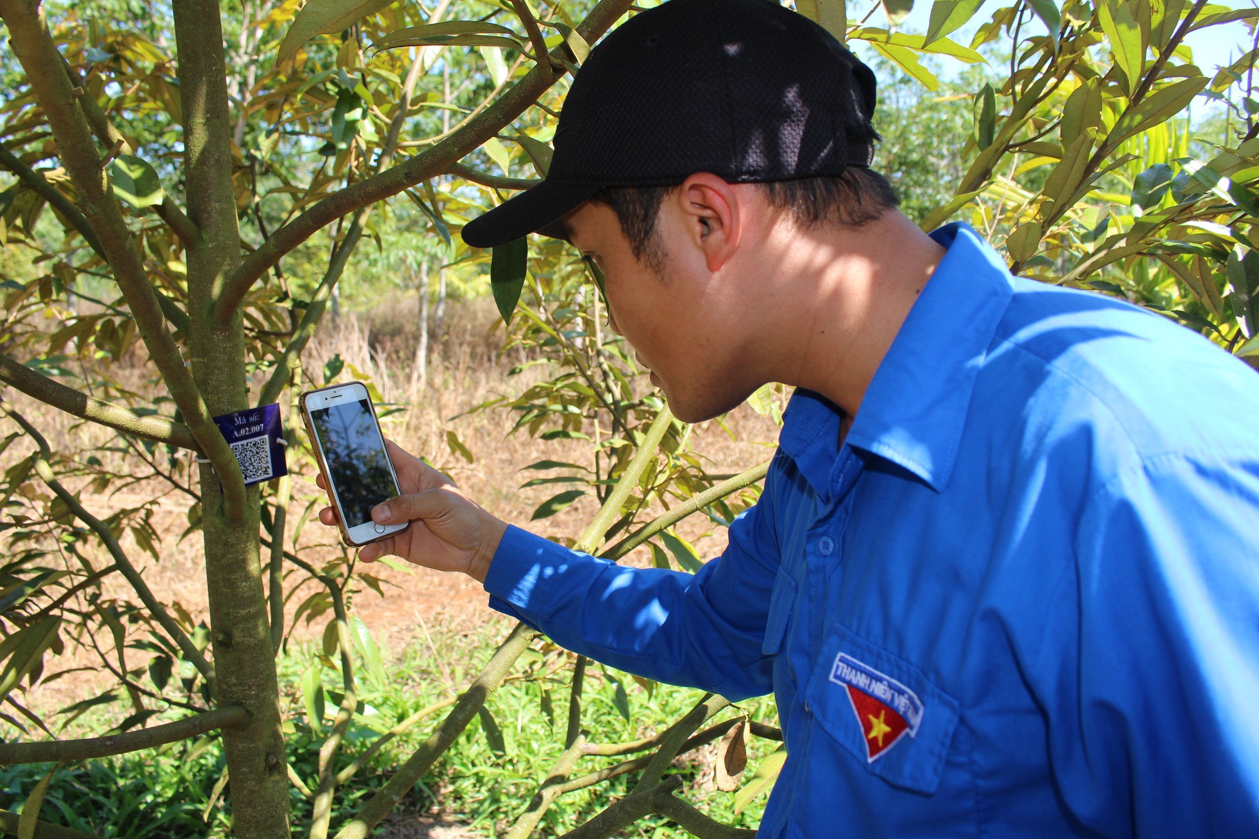 Số hoá gần 10.000 cây sầu riêng tại Đắk Lắk lên bản đồ cây xanh- Ảnh 1.
