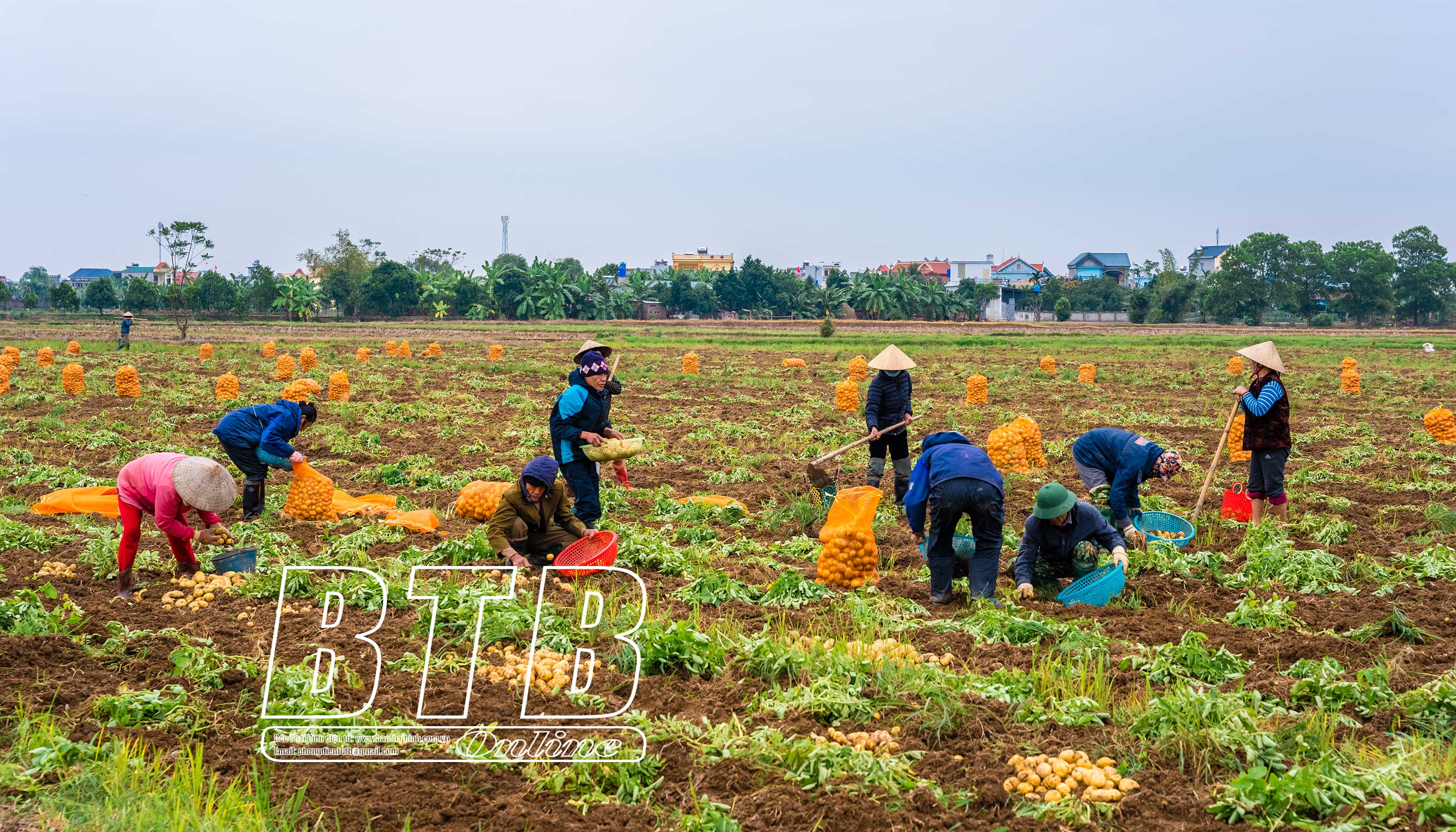 Chị đẹp Thái Bình biến ruộng hoang thành nông trại rau hữu cơ, vừa bán kiếm tiền vừa cho mọi người vào trải nghiệm- Ảnh 2.