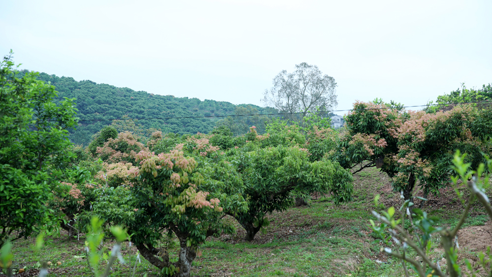 Năm nay "cây vàng" của nông dân tỉnh Bắc Giang đột nhiên ít hoa, nguy cơ thất thu thấy rõ- Ảnh 1.