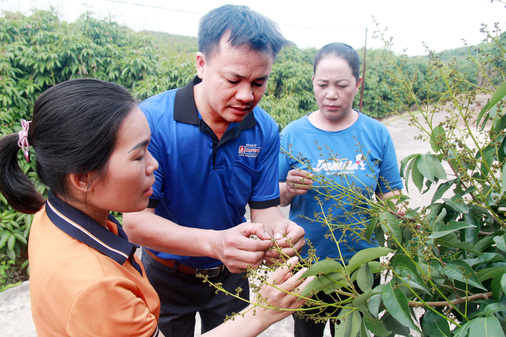 Năm nay "cây vàng" của nông dân tỉnh Bắc Giang đột nhiên ít hoa, nguy cơ thất thu thấy rõ- Ảnh 2.