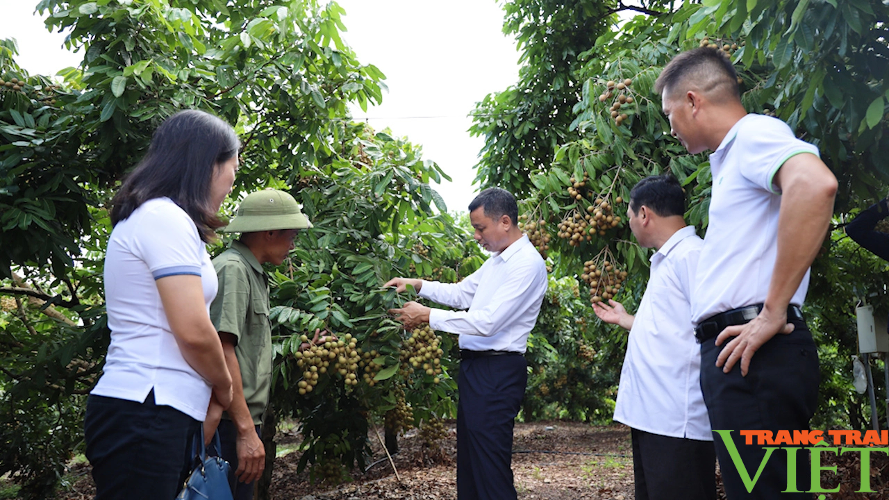 Nông dân Yên Châu đẩy mạnh các giải pháp tiêu thụ nông sản- Ảnh 1.