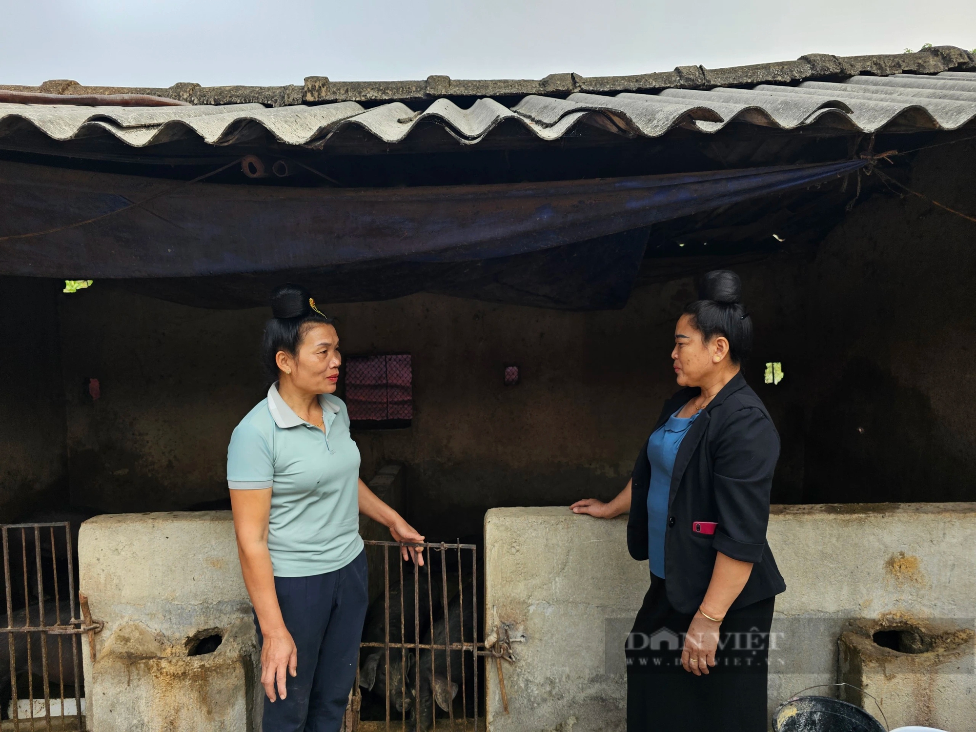 Nuôi lợn đen đặc sản, nông dân Điện Biên làm giàu từ vốn vay Ngân hàng Chính sách Xã hội- Ảnh 2. Nuôi lợn đen đặc sản, nông dân Điện Biên làm giàu từ vốn vay Ngân hàng Chính sách Xã hội- Ảnh 2.