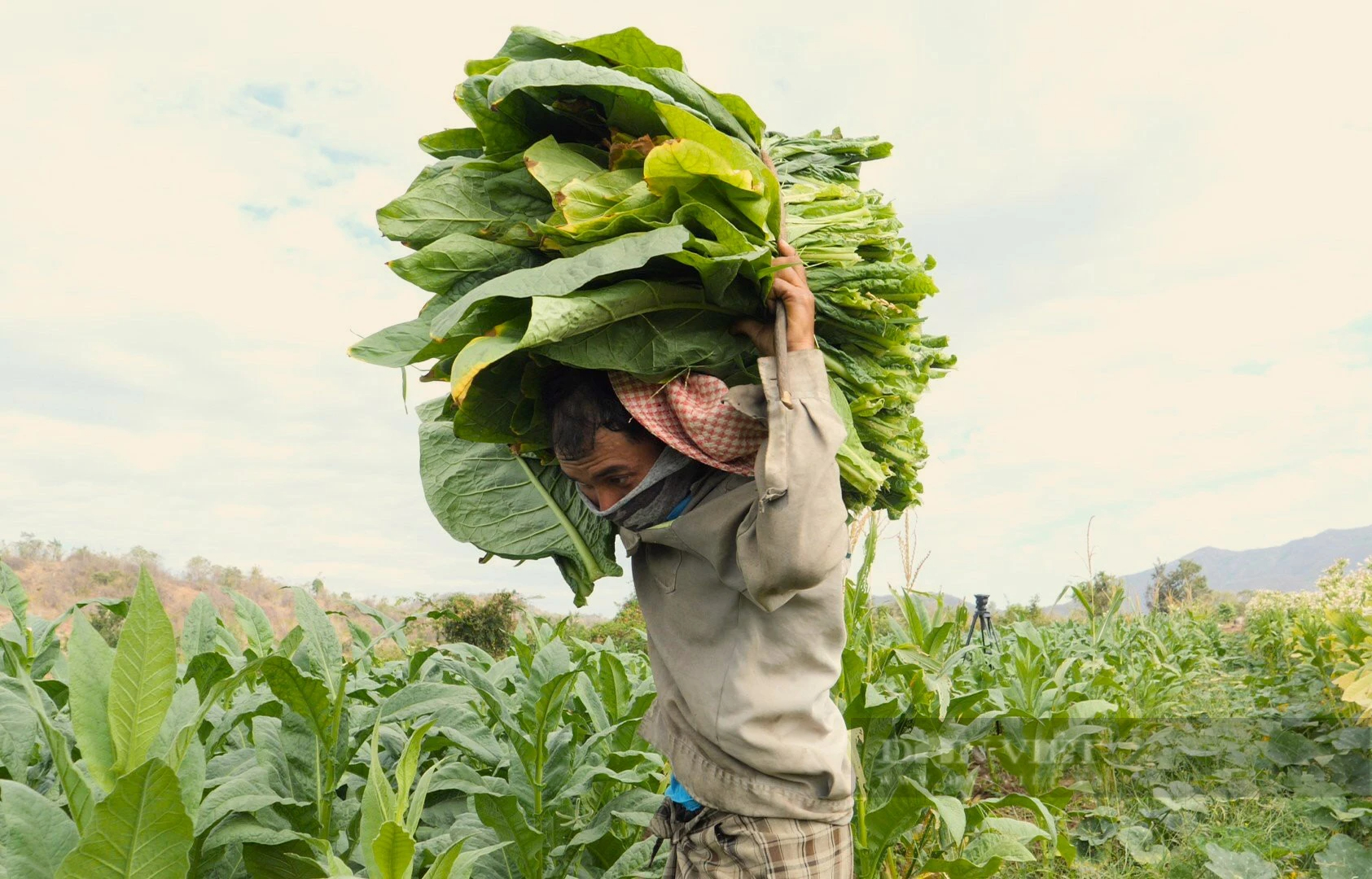 Trồng cây lá to, tốt um, nông dân một xã ở Ninh Thuận yên tâm đã có người mua- Ảnh 1.