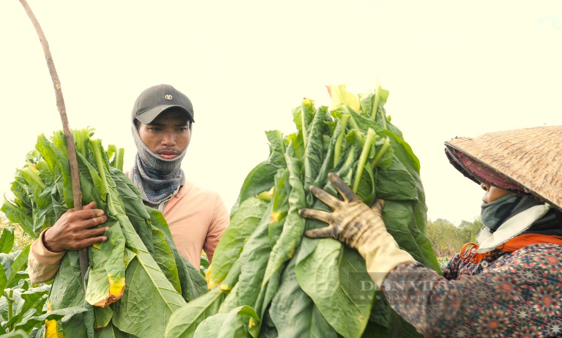 Trồng cây lá to, tốt um, nông dân một xã ở Ninh Thuận yên tâm đã có người mua- Ảnh 4.